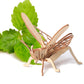 DIY Wooden Insect Model Puzzle for Kids (3D Craft)